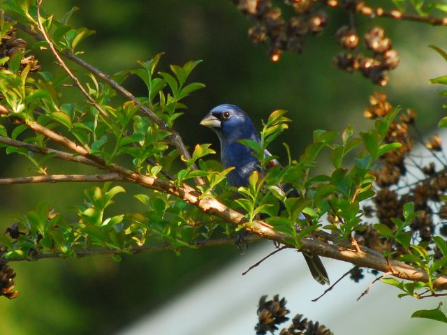 Blue Grosbeak